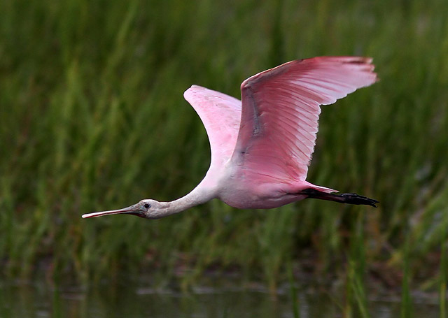 Roseate Spoonbills