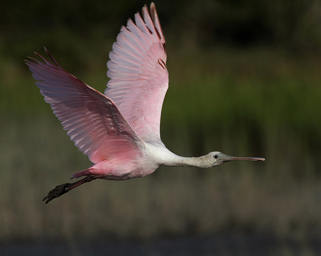 Roseate Spoonbills
