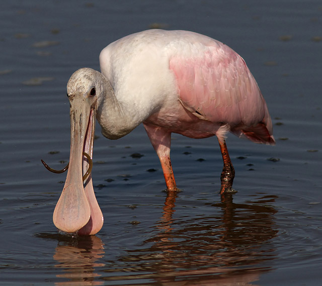 Roseate_Spoonbill_06.jpg