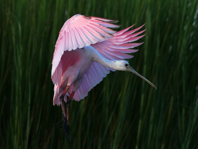 Roseate Spoonbill