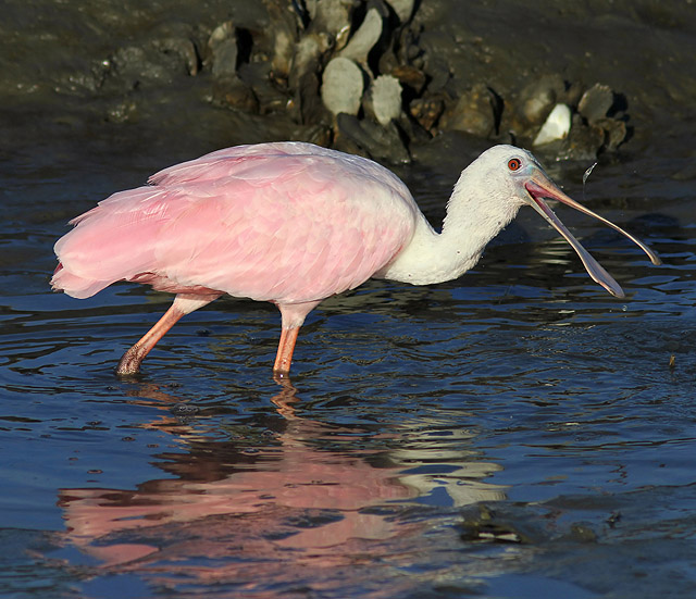 Roseate Spoonbill