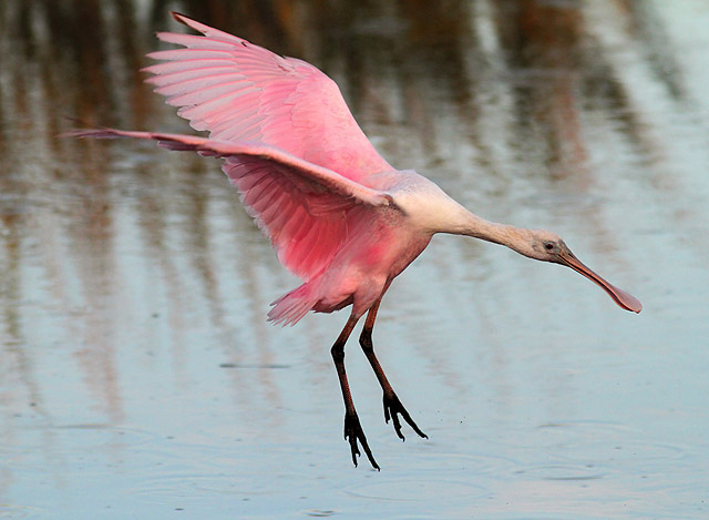 Roseate Spoonbill