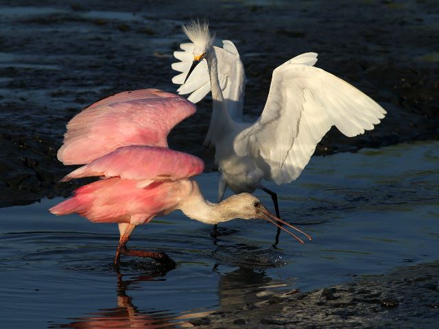 Roseate Spoonbill and Snowy Egret