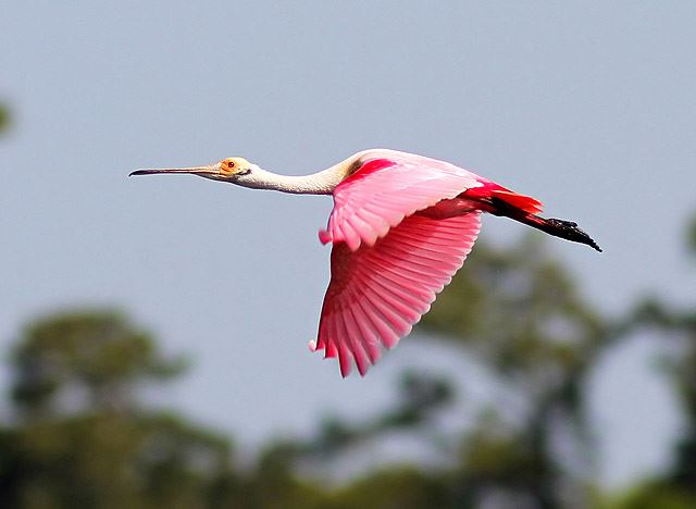 Roseate Spoonbill