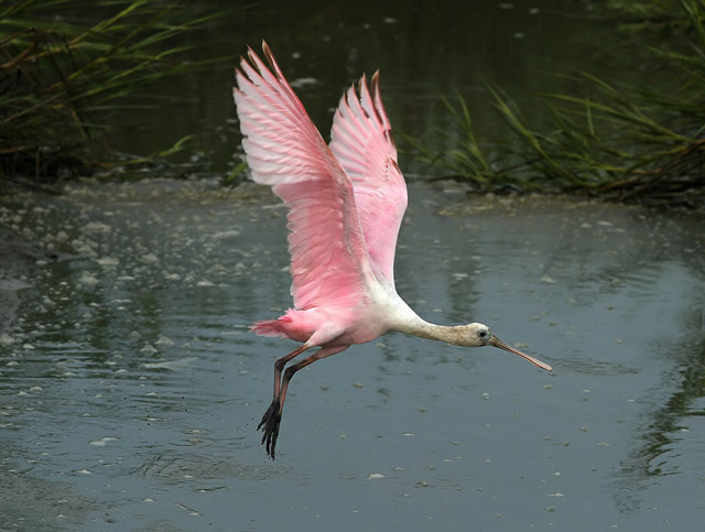 Roseate Spoonbills