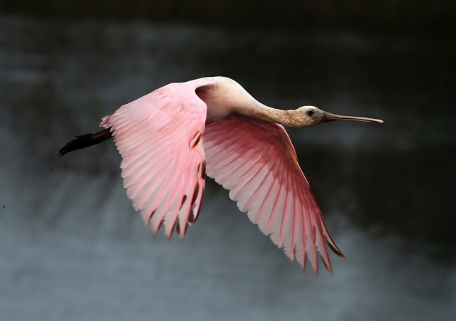 Roseate Spoonbills