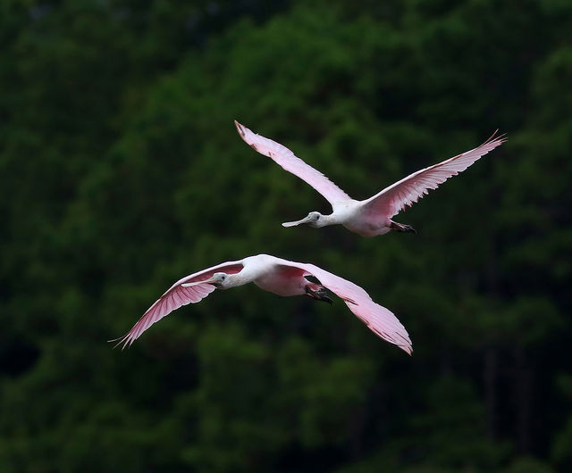 Roseate Spoonbill