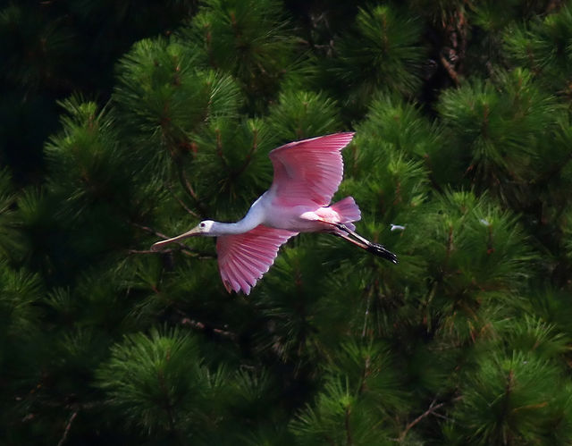 Roseate Spoonbill