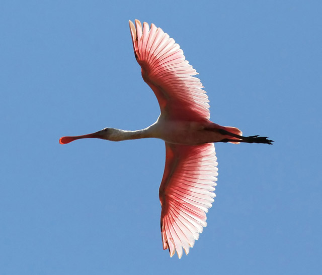 Roseate Spoonbill