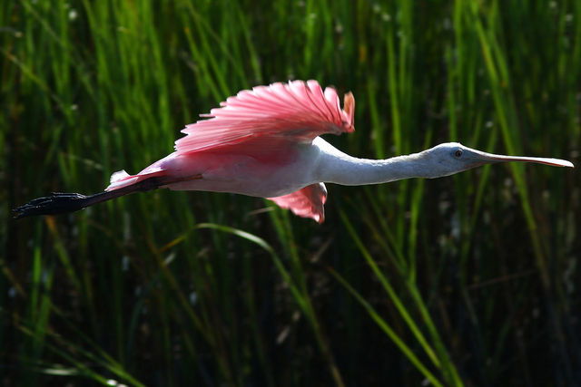Roseate Spoonbill