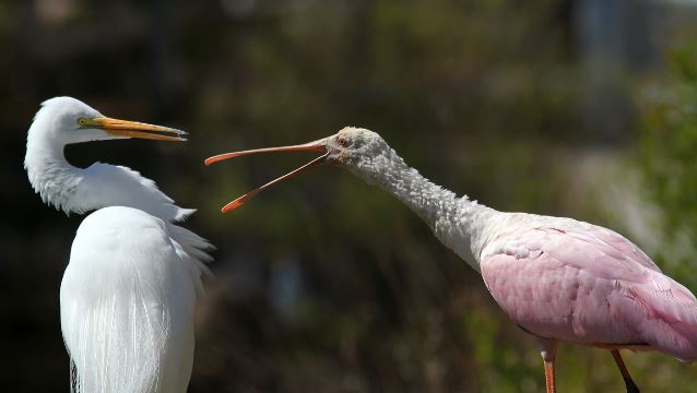 Roseate Spoonbill and Great Egret