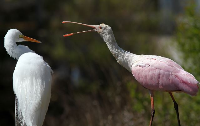 Roseate Spoonbill and Great Egret