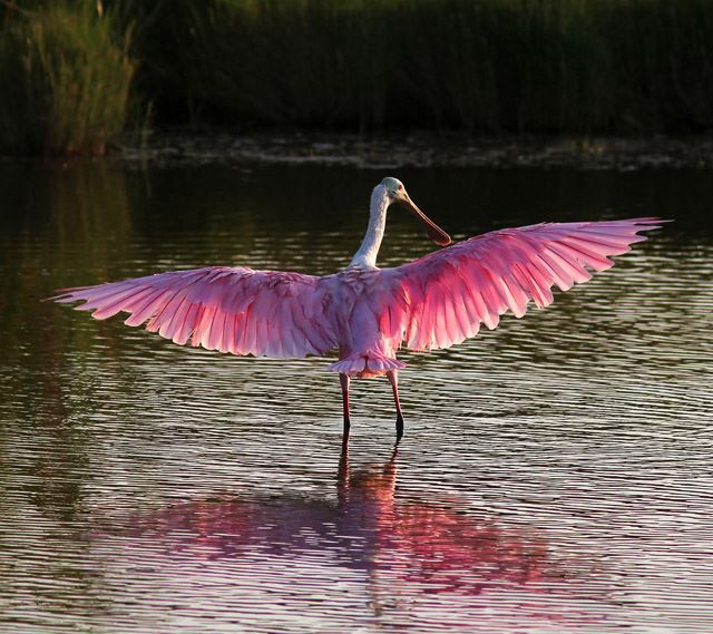 Roseate Spoonbill