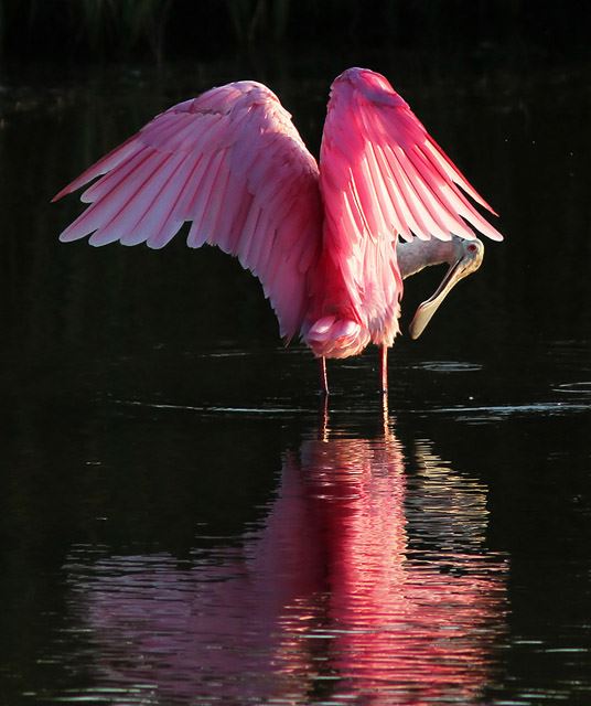 Roseate Spoonbill