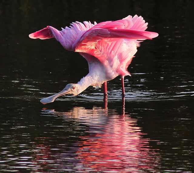 Roseate Spoonbill