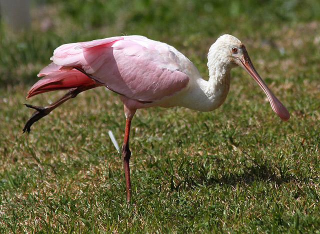 Roseate Spoonbill