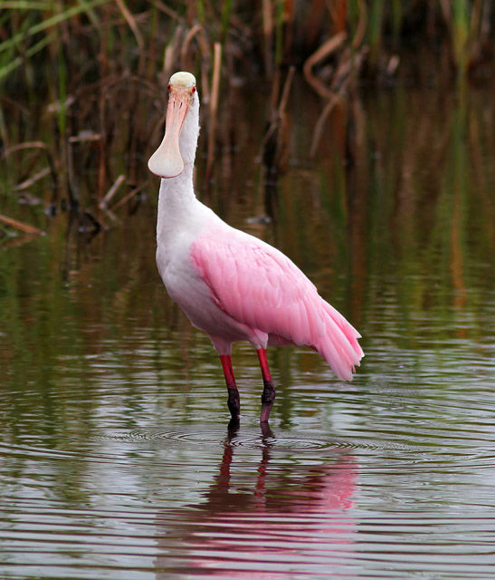 Roseate Spoonbill