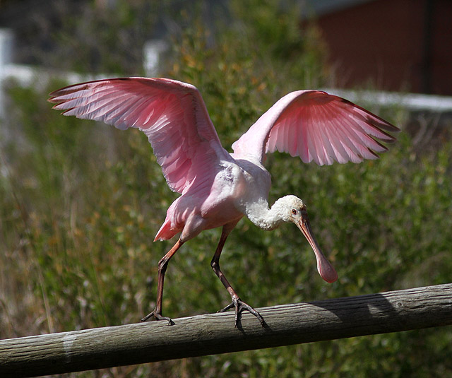 Roseate Spoonbill