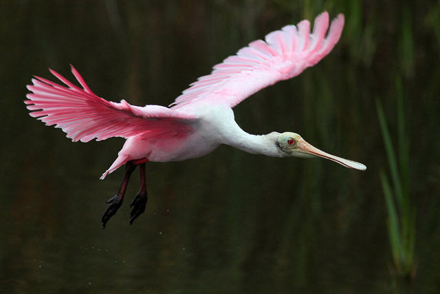 Roseate Spoonbill