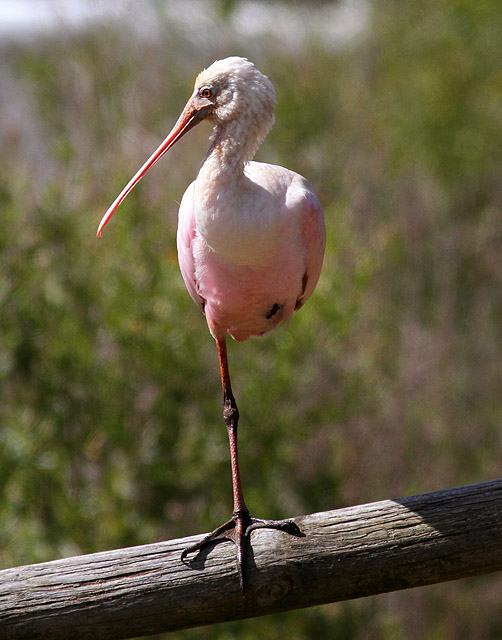 Roseate Spoonbill