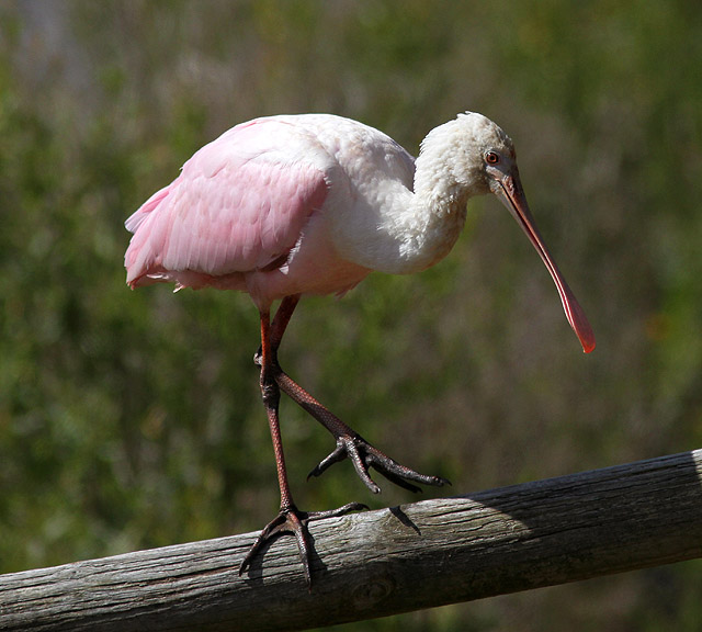 Roseate Spoonbill