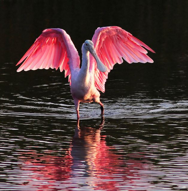 Roseate Spoonbill