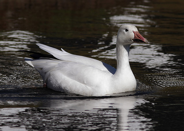 Snow Goose
