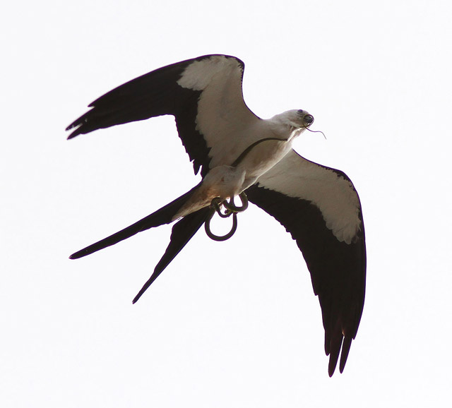 Swallow-tailed Kite