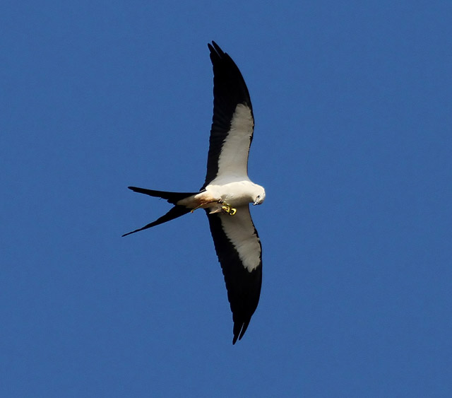 Swallow-tailed Kite
