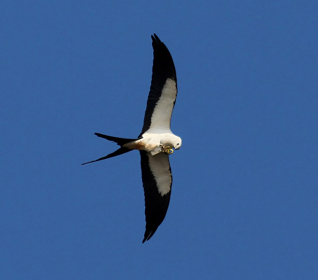 Swallow-tailed Kite