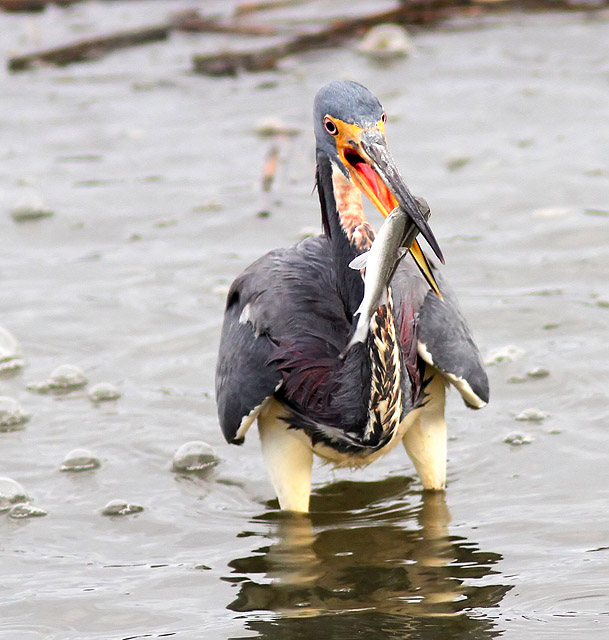 Tricolored Heron