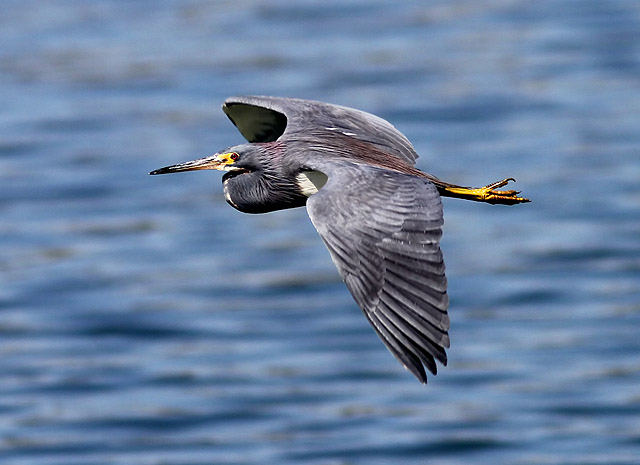 Tricolored Heron