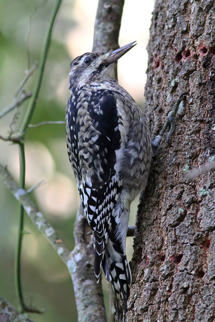 Yellow-bellied Sapsucker