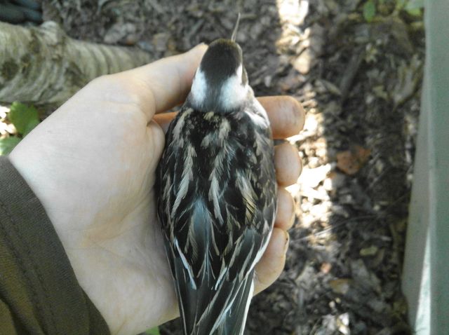 Red-necked Phalarope
