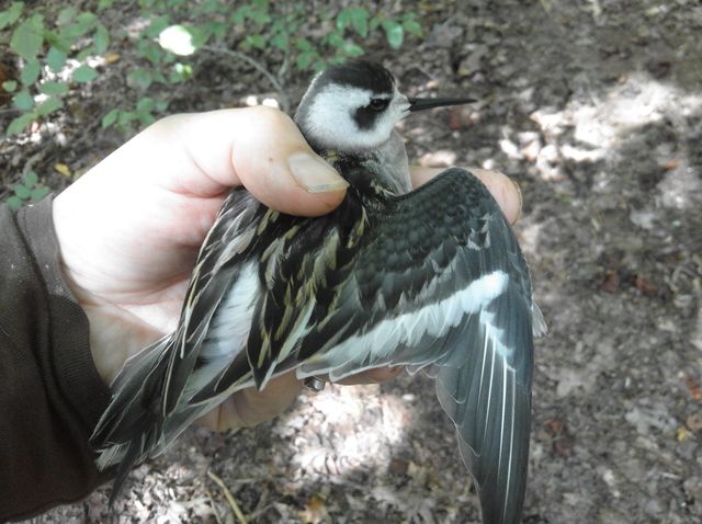 Red-necked Phalarope