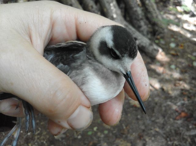 Red-necked Phalarope