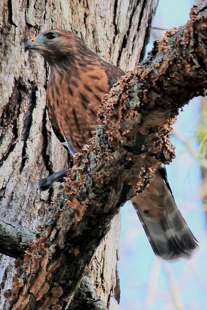 Red-shouldered Hawk