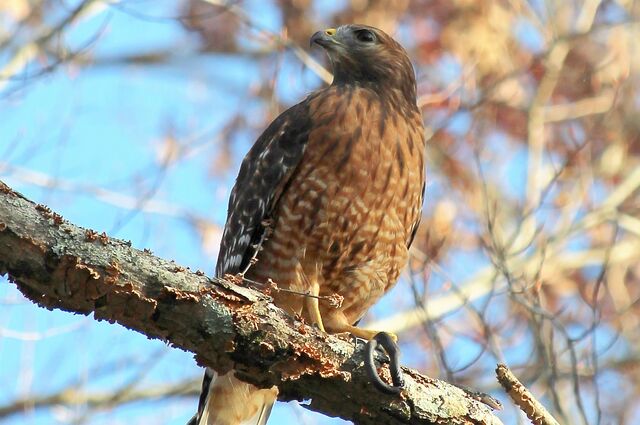 Red-shouldered Hawk