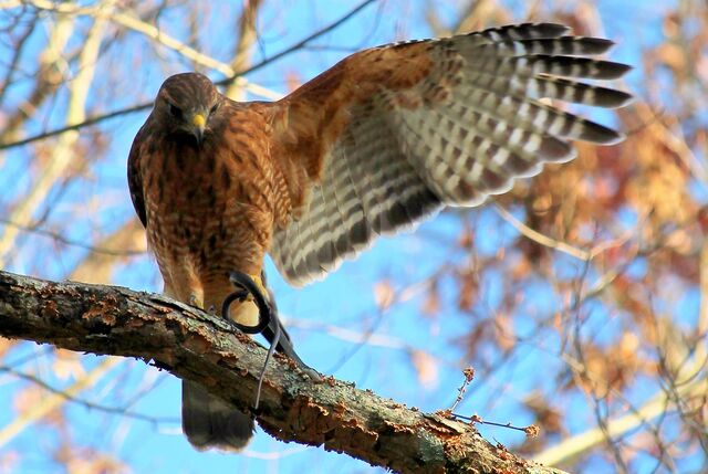 Red-shouldered Hawk