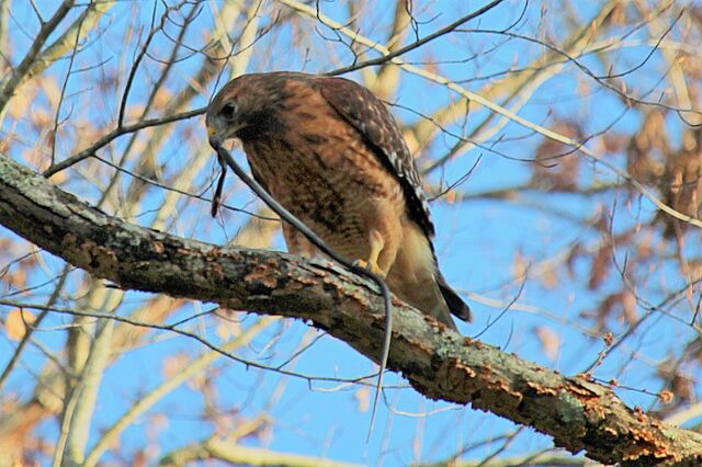 Red-shouldered Hawk