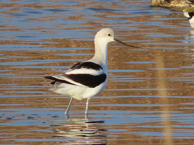 American Avocet