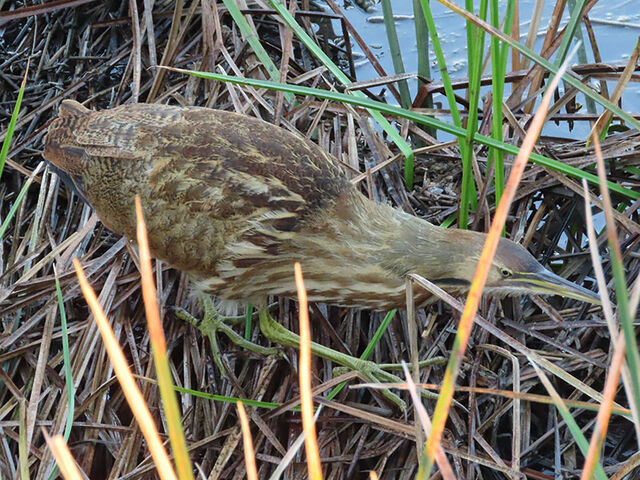 American Bittern
