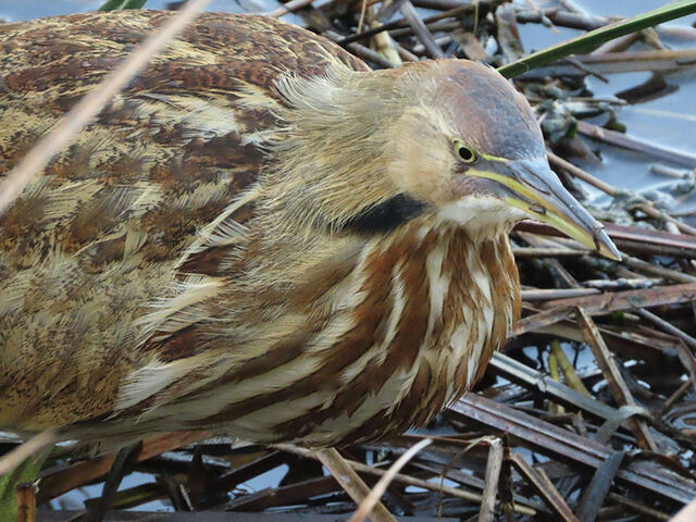 American Bittern