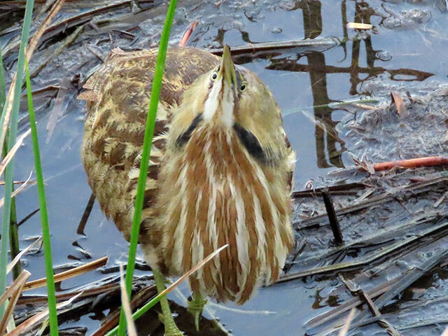 American Bittern