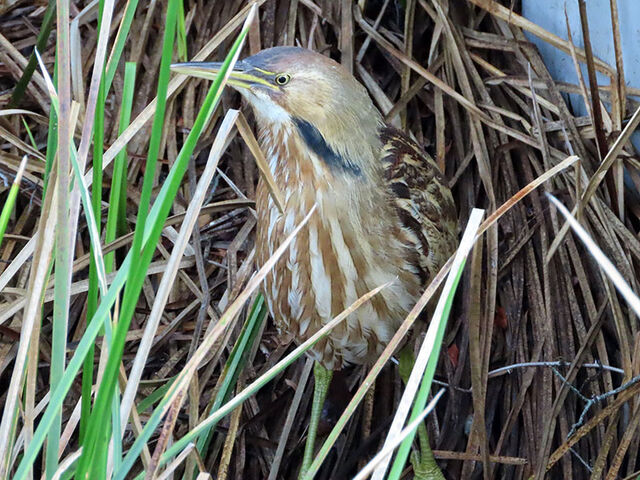 American Bittern