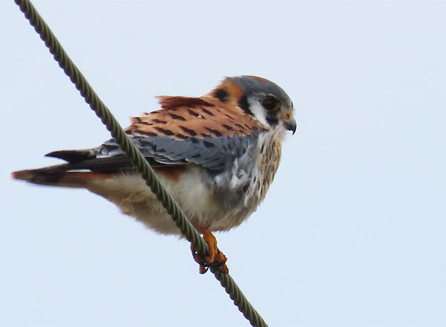 American Kestrel