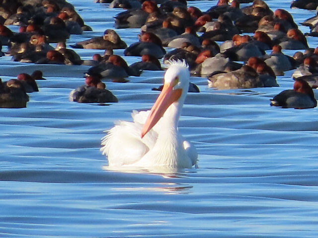 American White Pelican