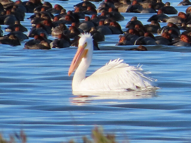 American White Pelican