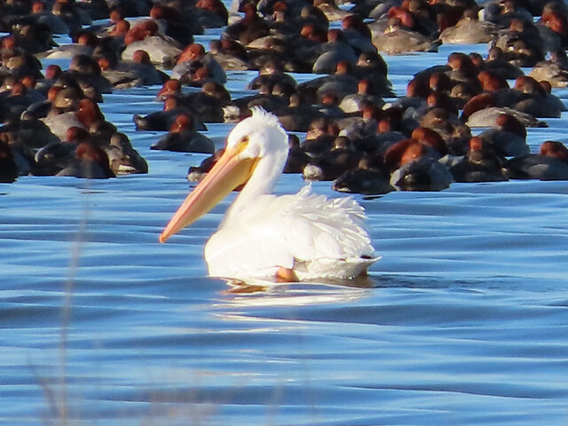 American White Pelican