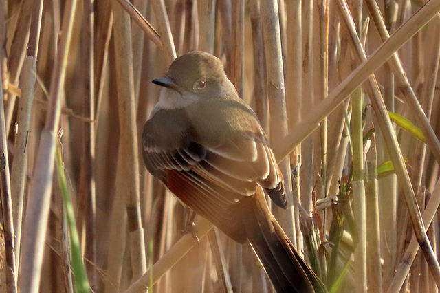 Ash-throated Flycatcher